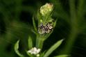 Cyclosa_conica_D4873_Z_89_Les Gris_Frankrijk